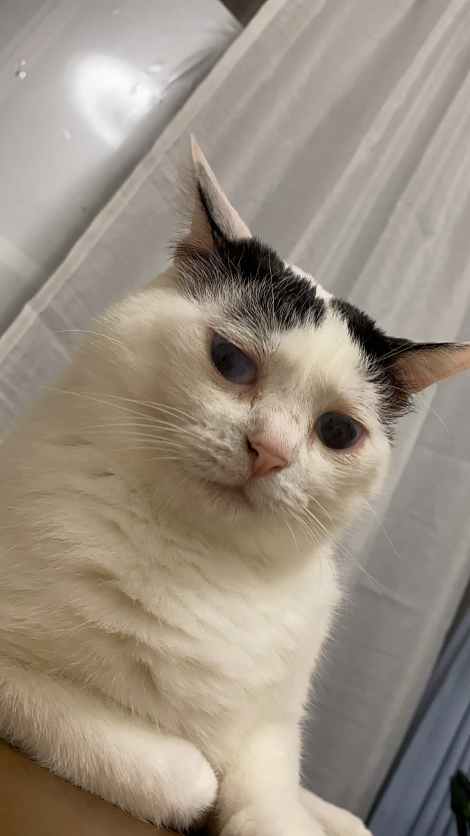 Olafree14's tweet photo. ガン飛ばしのリリ😅
#cat https://t.co/wH3yY1rxsg
