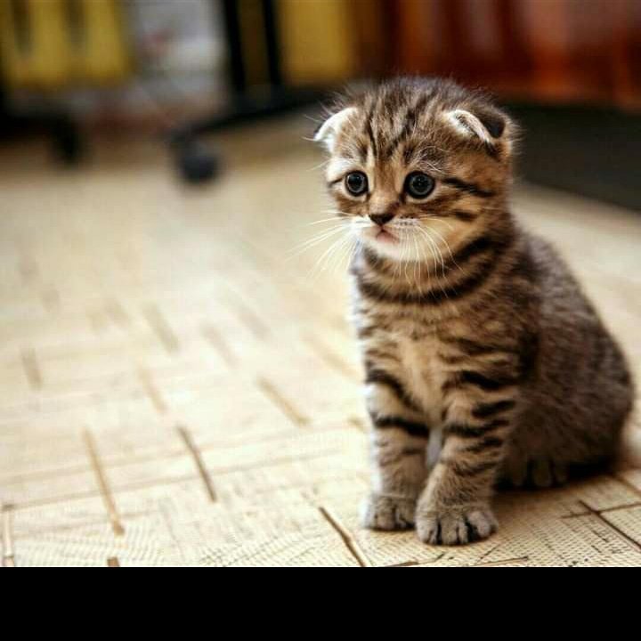 BayuPra13908473's tweet photo. #FotoProfilBaru https://t.co/jzc2ZYnxyv
