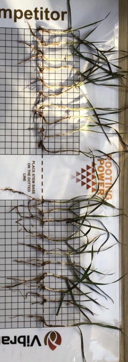 FarmersOfTheUK's tweet photo. Kinto Plus V Vibrance Duo seed treatments. Carrying out on farm trails to ensure we keep improving and learning. @SyngentaCropsUK https://t.co/4wWCsMs5d6