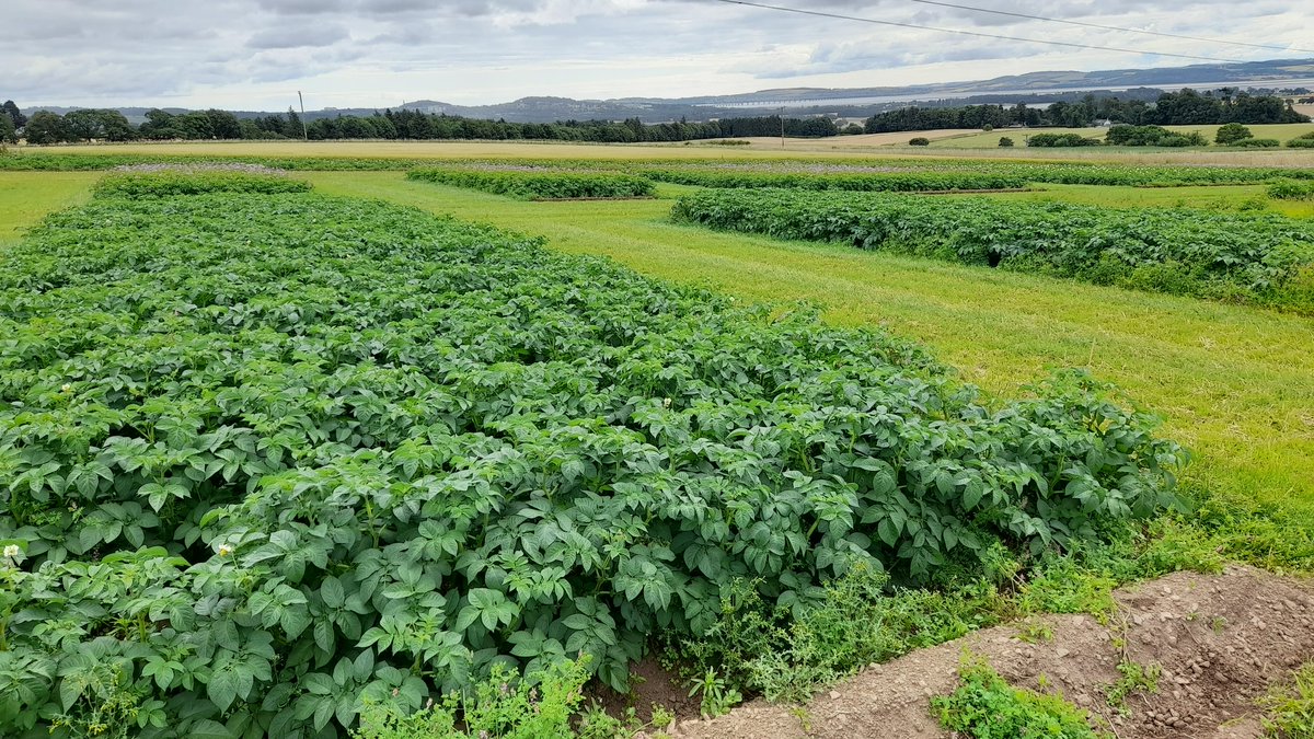 tatophil's tweet photo. #PIP site looking good fro 11th August. See you there? #pcnactionscotland #sacapp #potatovarieties #Sustainability #seedpotatoes #tattytalk
Register at https://t.co/y755f0cO0P https://t.co/LU6LItzFCv