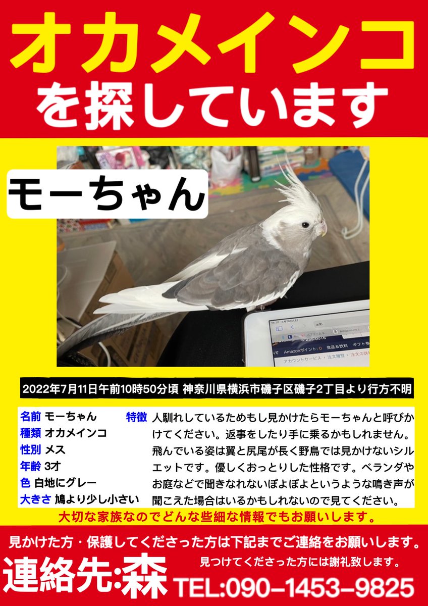 22年8 10更新 至急 迷子のインコを助けよう 飼い主が今探しているインコ情報一覧 ちまま セキセイインコの豆知識メディア Yahoo Japan クリエイターズプログラム