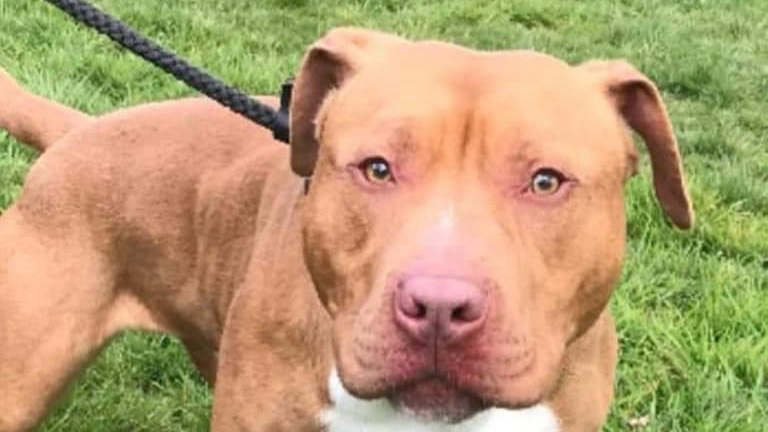 URGENT, please retweet to help find some keepers for a mum and her litter that are due to be PTS in 7 days #SURREY #SUSSEX #UK 

They have been kept by the police since 2019 when they were seized as pups due to their appearance and size.
CONTACT👇
facebook.com/gill.henderson…
#dogs