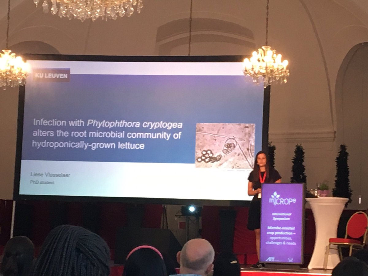 Liese Vlasselaer presenting her recent PhD work on the microbiome of hydroponically grown lettuce upon infection with Phytophthora cryptogea <a href="/miCROPe_org/">miCROPe</a>. Research in collaboration with <a href="/lab_php/">PHP-Lab 🍓🍅🌈</a> and <a href="/bartlievens1/">Team PME&BIM</a>. Proud supervisor 🥬