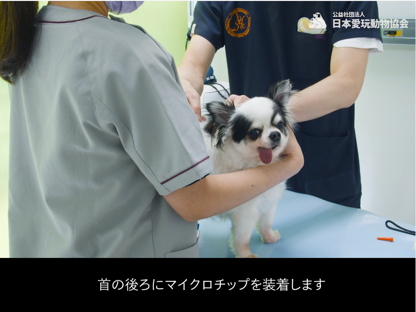 JPCA_org's tweet photo. 【#学びの部屋 を開設】
本協会ホームページに、ペットの適正飼養をオンラインで学べる「学びの部屋」をオープンしました。#マイクロチップ の仕組みや登録方法などを学べる解説動画を公開中です。どなたでもご覧いただけますので、ぜひご視聴ください。
https://t.co/m4RDmrdTej https://t.co/d23ns3KnZQ
