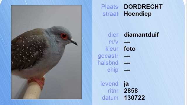 Louterbloemen's tweet photo. Dierenambulance Louterbloemen  -  06 17003200 
#dierenambulance #asiel #louterbloemen #vermist #gevonden #dier #hond #kat #konijn #vogel #drechtsteden #dordrecht #zwijndrecht #papendrecht #sliedrecht #hendrikidoambacht https://t.co/Mq0olv1pBG