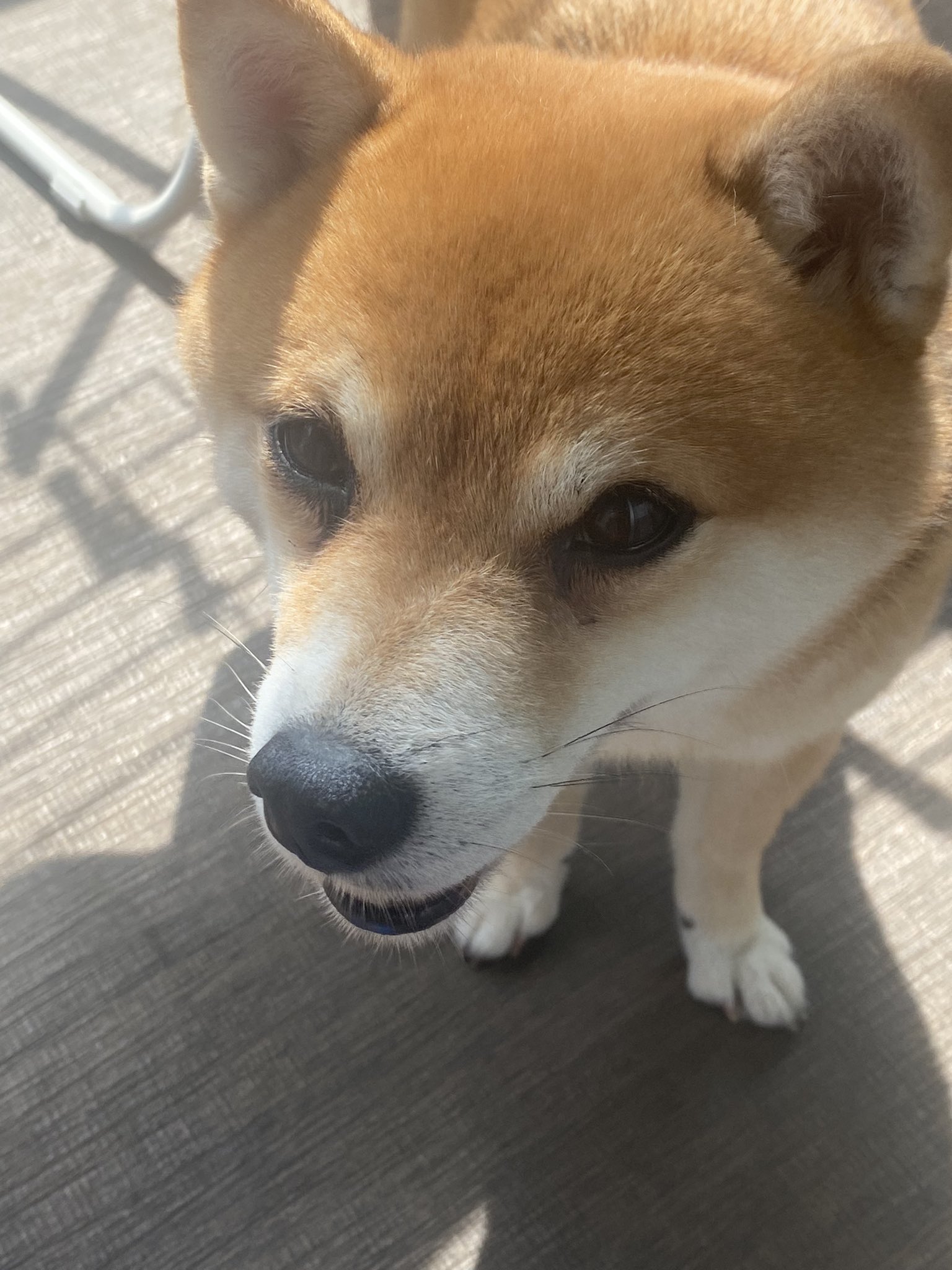 香桜 時々 テト Shibainu Kagura Twitter