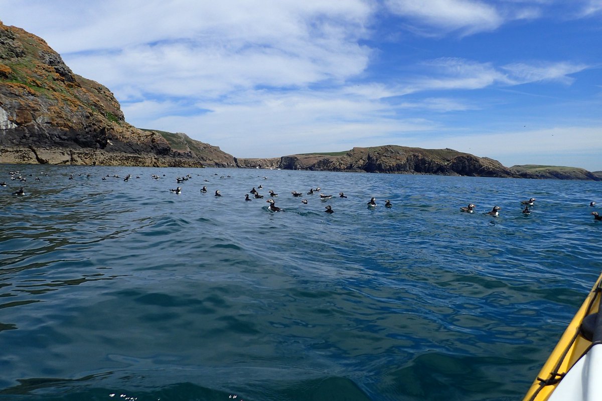 MayberryKayak's tweet photo. We love being surrounded by Puffins 😍 #Kayaking #Pembrokeshire https://t.co/0tc9wSKvll