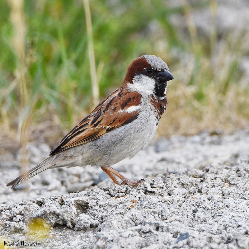 El Herrerillo tweet media