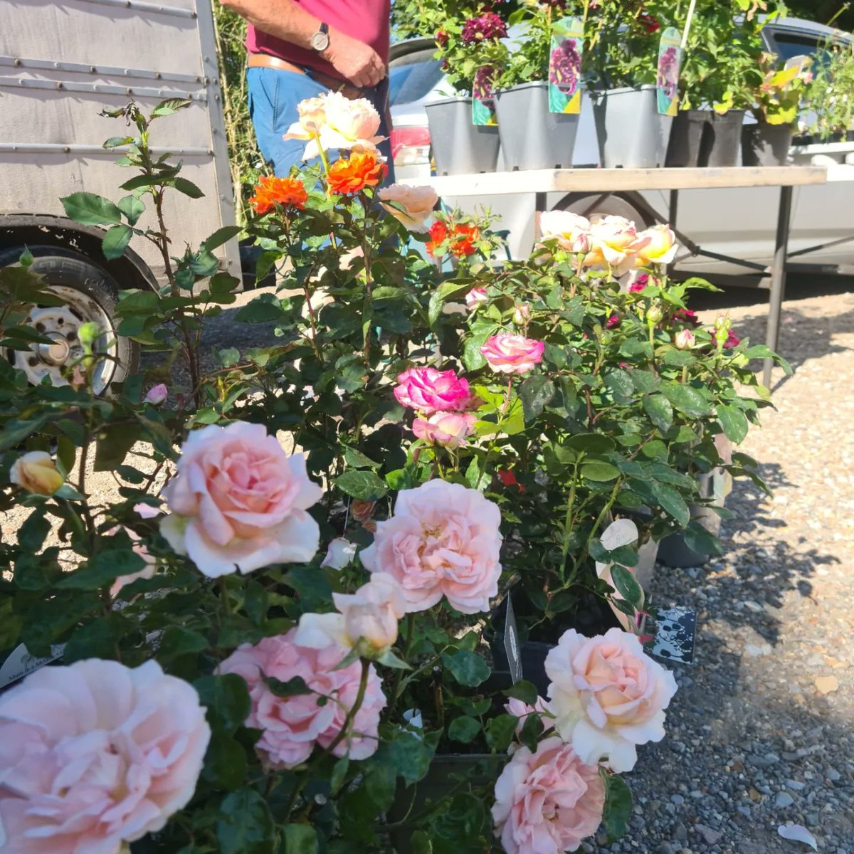 PantryMolly's tweet photo. Ivan the plant man will be joining us on the 23rd.
Ivan is a joy and his plants are absolutely wonderful.
#plantman #Ivantheplantman #homegrown #polytunnellife #localplants #collaboration https://t.co/nuPM4eDjav