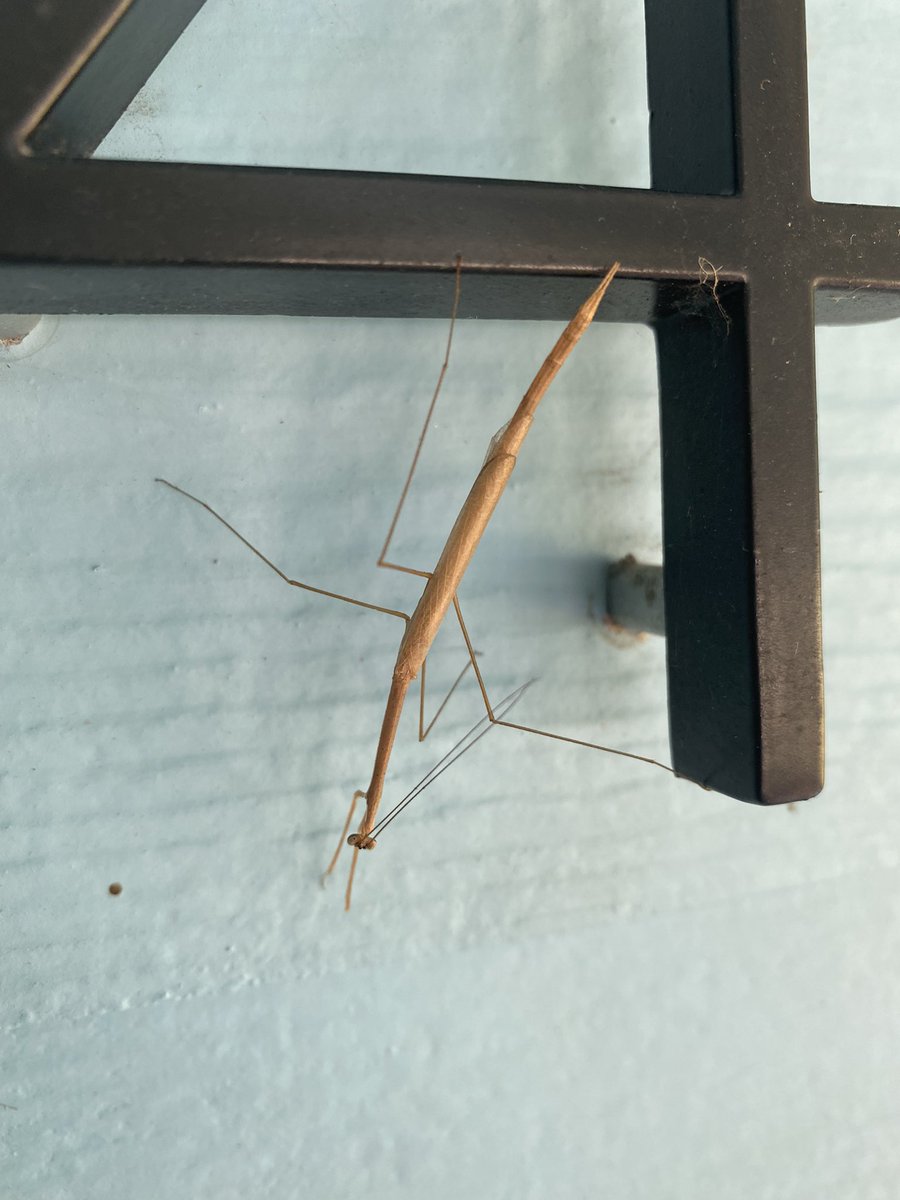 bhaynesk's tweet image. #bugstuff