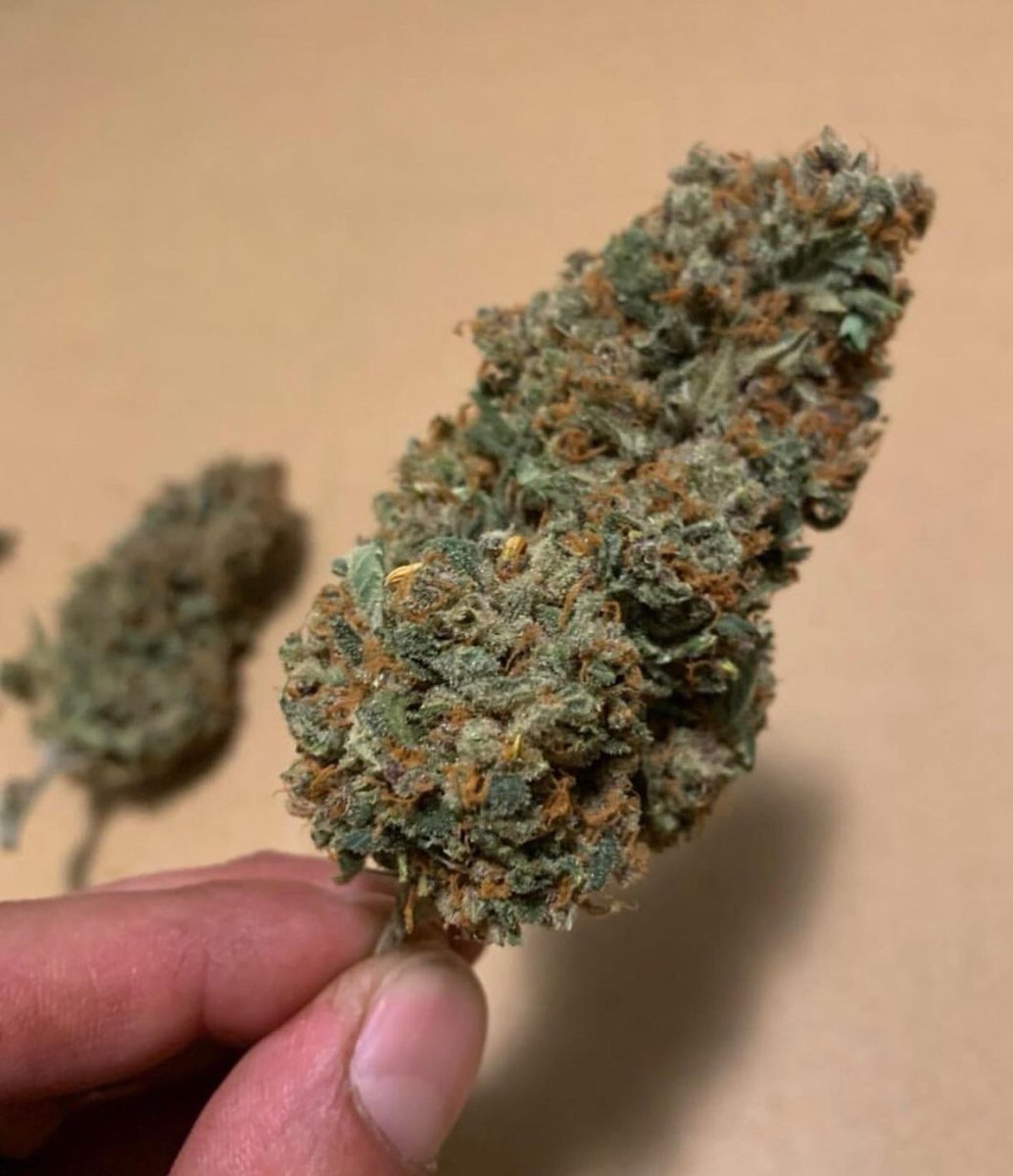 Kushman_kylee's tweet photo. #FastBuds #AmericanAutoflowers #autoflowers #growtips #cannabis #weed #kush #greengiants #hash #dab #ukraine @cannabismedicinal.oficial #gethealthy #insomnia #painrelief https://t.co/1iFpSTuBQx