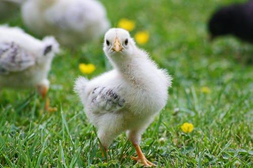 The States Veterinary Officers have published guidance to owners of domestic poultry and members of the public following two confirmed cases of Avian Influenza (bird flu) in wild Herring Gulls this weekend in Guernsey.

Read more at gov.gg/Bird-flu-guida…