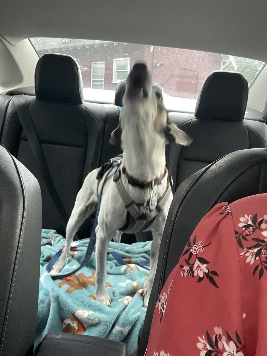 Dr Nicola Parry tweet media