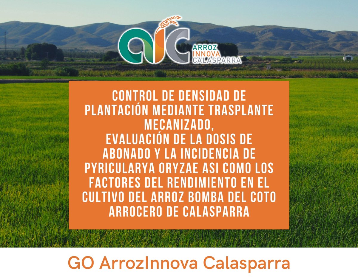 GO ArrozInnova Calasparra (@goarrozinnova) on Twitter photo Inicio de los trabajos de campo del GO Arroz Innova Calasparra bajo la dirección y supervisión del <a href="/IMIDA_Acui/">IMIDA_Acuicultura</a> 👨🏻🌾🌾
🔗 Puedes ver la información completa en el siguiente enlace: arrozinnova.com/wp-content/upl…
#ArrozInnova #GrupoOperativo Inicio de los trabajos de campo del GO Arroz Innova Calasparra bajo la dirección y supervisión del <a href="/IMIDA_Acui/">IMIDA_Acuicultura</a> 👨🏻🌾🌾
🔗 Puedes ver la información completa en el siguiente enlace: arrozinnova.com/wp-content/upl…
#ArrozInnova #GrupoOperativo