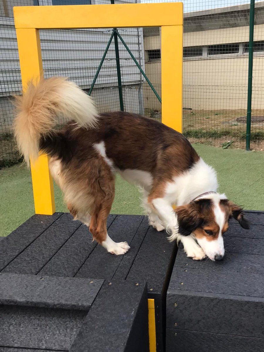 Wagtail UK Detection Dog Handler Courses tweet media