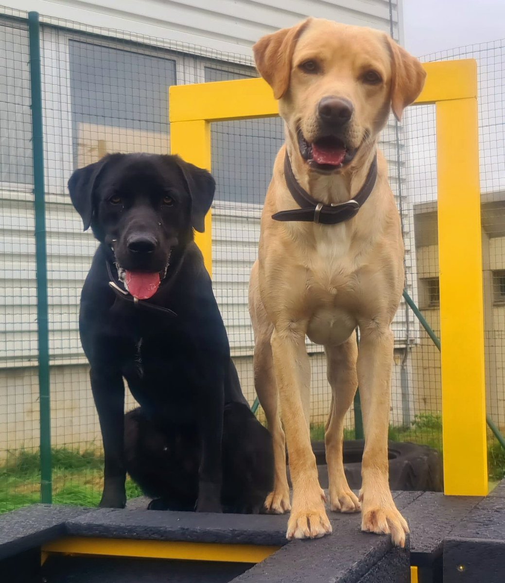 Wagtail UK Detection Dog Handler Courses tweet media