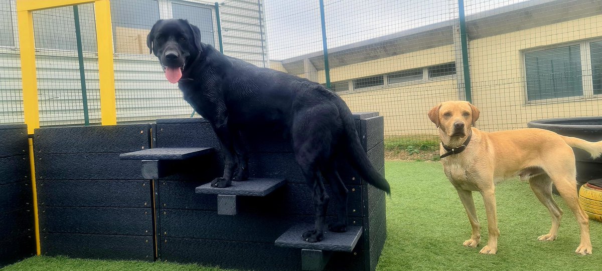 Body detection dogs in Northern France enjoying trying out their new agility equipment 😀

#detectiondogs #snifferdogs #workingdogs #agility #wagtailuk
