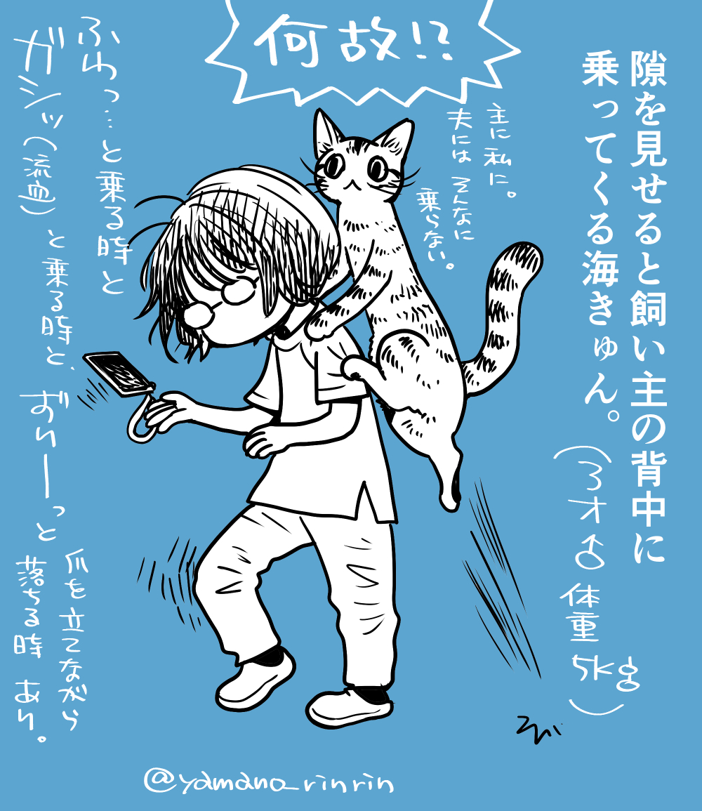 #今日の山野絵
隙を見せると飼い主の背中に乗ってくる海きゅん。
(3才♂体重5㎏)

皆さんちの🐈も乗ってきますか…❓💦 