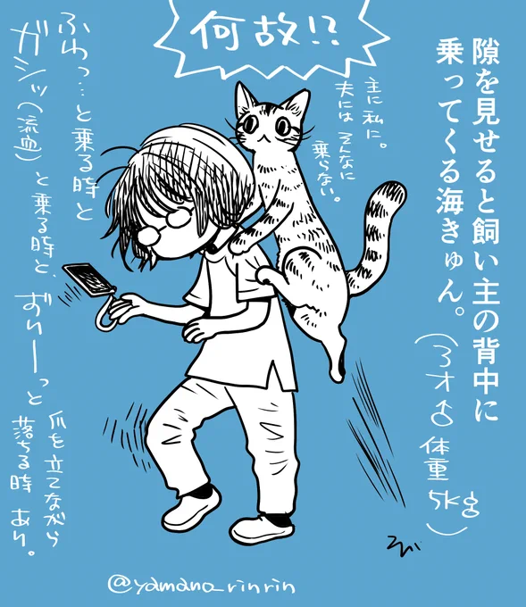 #今日の山野絵
隙を見せると飼い主の背中に乗ってくる海きゅん。
(3才♂体重5㎏)

皆さんちの🐈も乗ってきますか…❓💦 