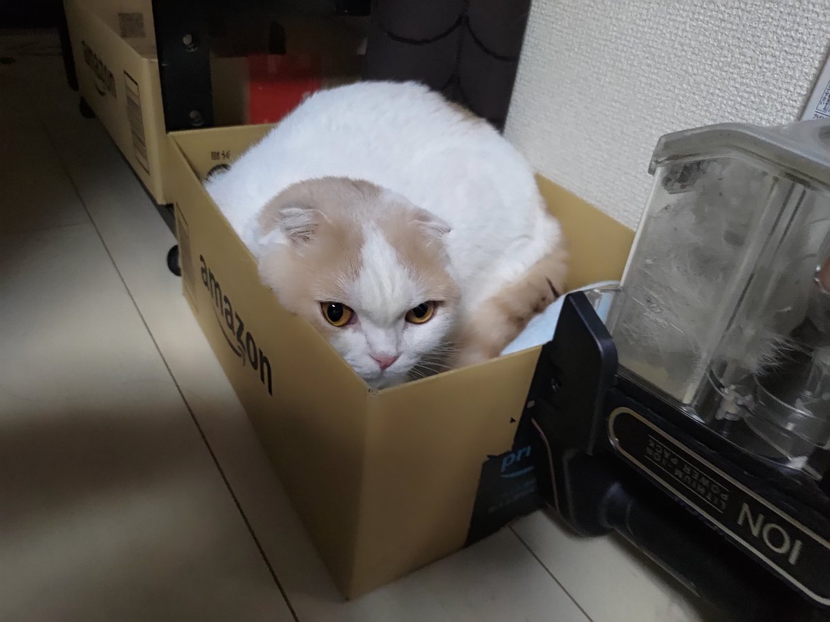 yuukiteta0622's tweet photo. しゅうくん狭くないん？🤣

#猫のいる暮らし
#猫のいる幸せ
#スコ男子チーム https://t.co/NPlqeUrVGn