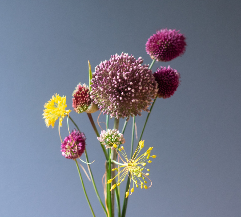 Halfway through July and these are the alliums I have in flower.
Sumer Drummer, Drumsticks, Red Mohican, Roseum and the spectacular yellow Flavum.
All available on our site now ready for Autumn shipping.