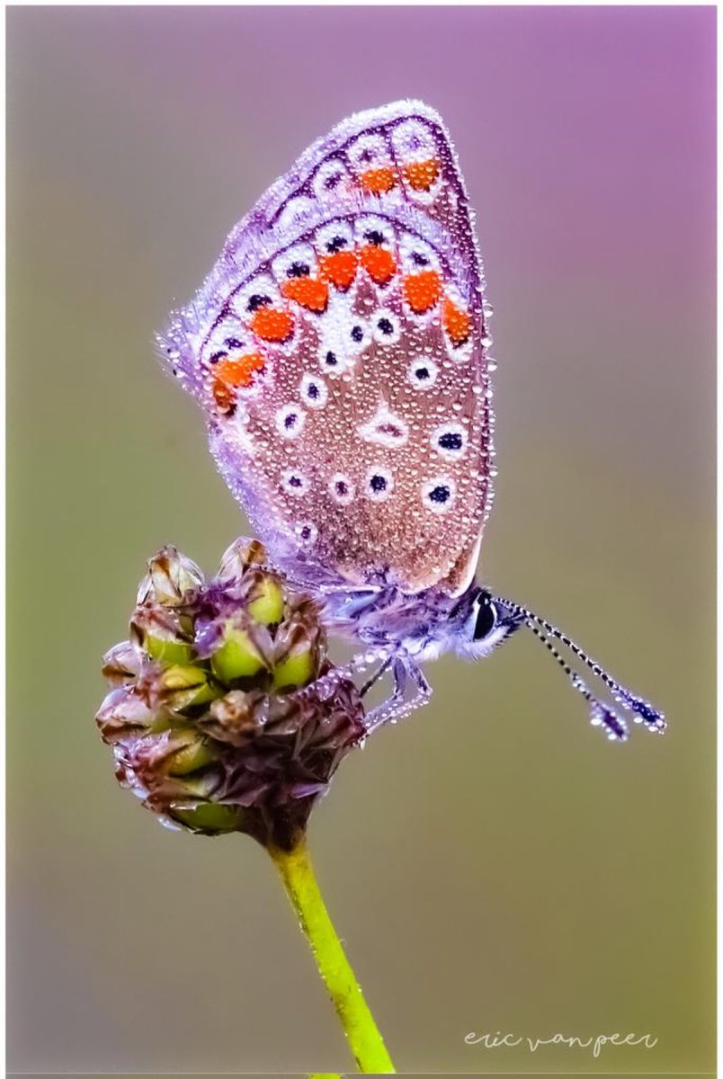 Piet de Quaasteniet (@keurmeneer) on Twitter photo 