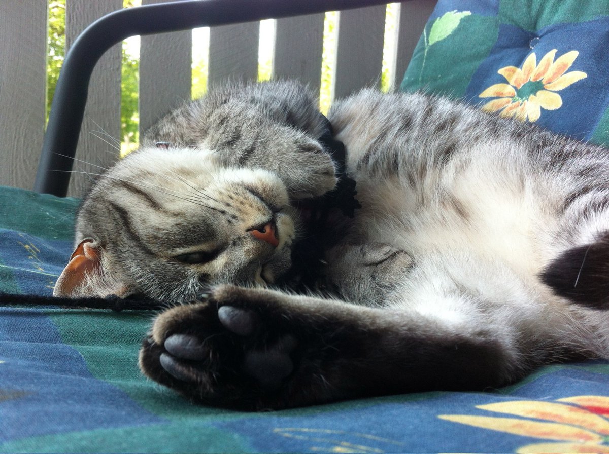 pelargona's tweet photo. Summer = Napping outside. #CatsOfTwitter #CatsOfSweden #Summer #Sommar https://t.co/mP2Ne2R6uP