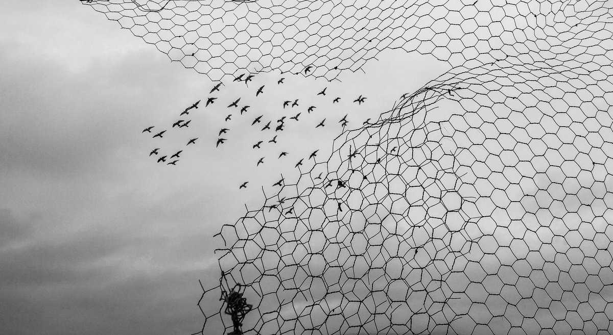 <a href="/AylarFarzaneh/">Aylar Farzaneh / NFT NYC</a> Freedom 🕊
In the city where I live, there are families feeding pigeons on the roofs of the houses. I took this photo with a cell phone on the roof of a pigeon-owning family's house.
20/20 edition 
4 $XTZ 
<a href="/deryabalkannft/">Derya Balkan #nft</a> <a href="/Recep_Nft/">𝐑𝐞𝐜𝐞𝐩 𝐄𝐥𝐚𝐥</a>
objkt.com/asset/KT1M2M5q…