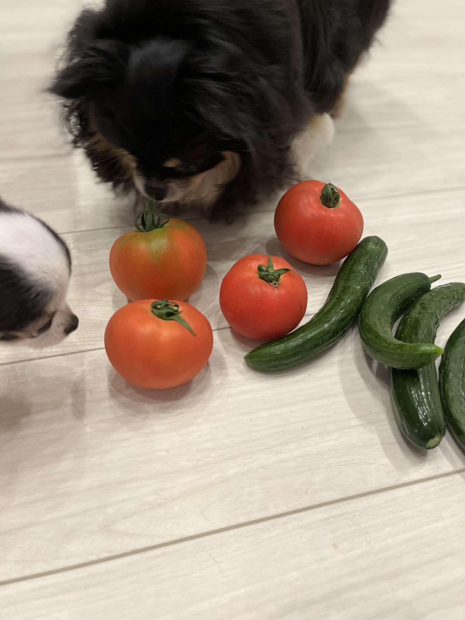 いたる 今日も1日お疲れさまでした 犬好きさんと繋がりたい 犬好きな人と繋がりたい 犬のいる幸せ 犬のいる暮らし 犬のいる生活 チワワ 近所の農家さんから 野菜 をいただいたよ トマト とまと きゅうり 胡瓜 T Co Deodaby1ol