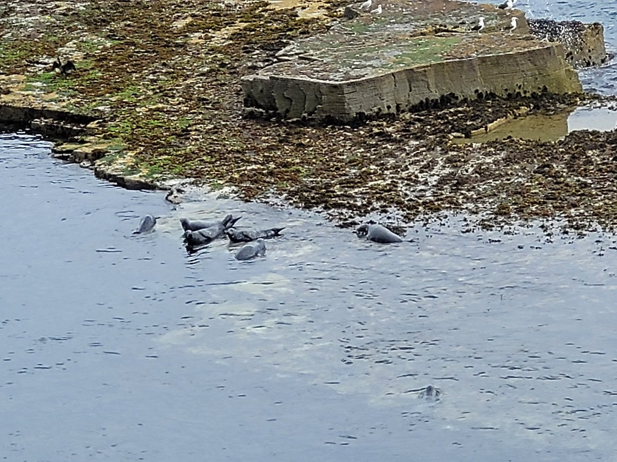 Jamie_LEJOG's tweet image. Day 94: Dunbeath to Lybster, 14 miles. Another day on the John O Groats trail. Still challenging walking but I think I'm getting better at the navigational side of things. The trail also provides some excellent scenery and wildlife spotting opportunities.