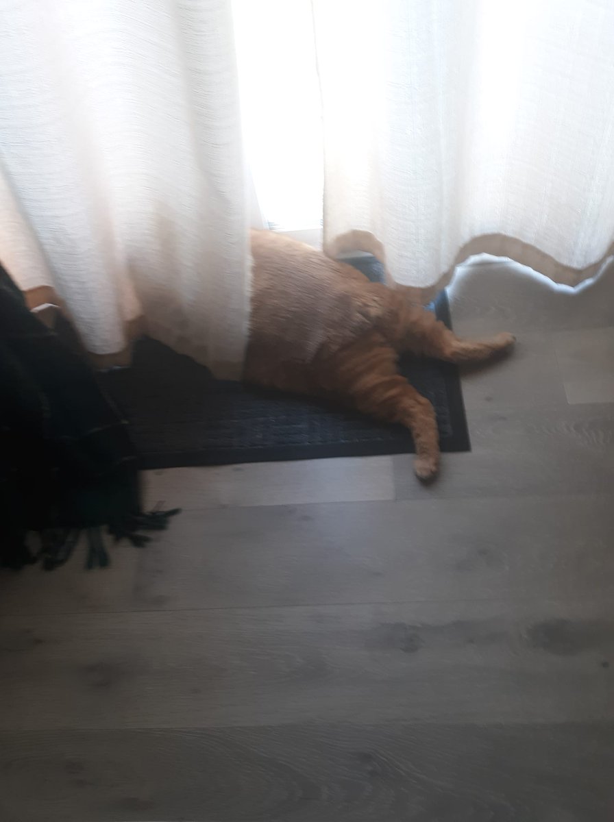 JaniceSperry's tweet photo. Bird watching #cat #chubbycat https://t.co/GpgJ3FPQTF