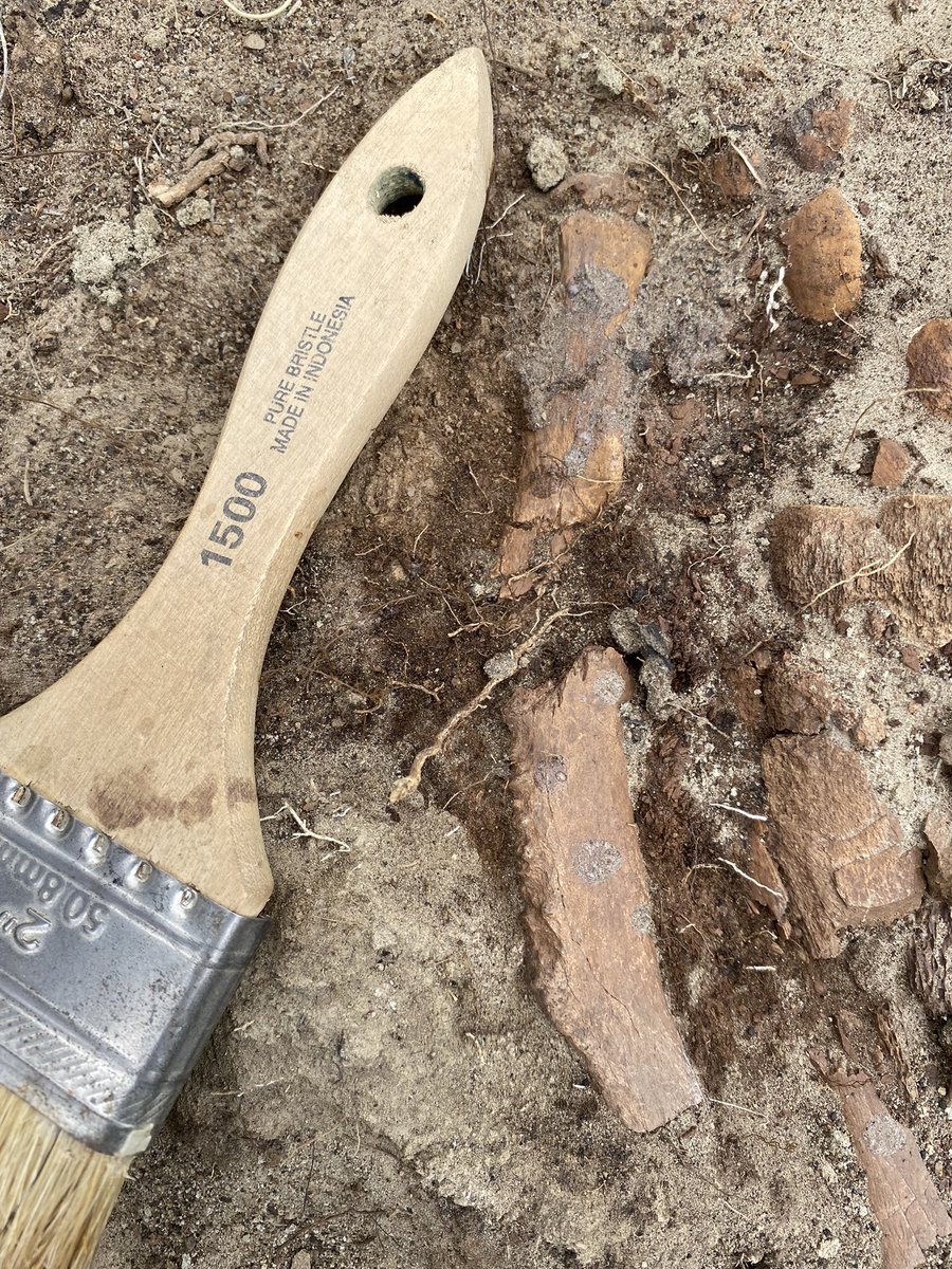 AaronVDReest's tweet photo. Does anyone have a suggestion as to which taxon these small ribs belong? https://t.co/Gvp7tjHUqF