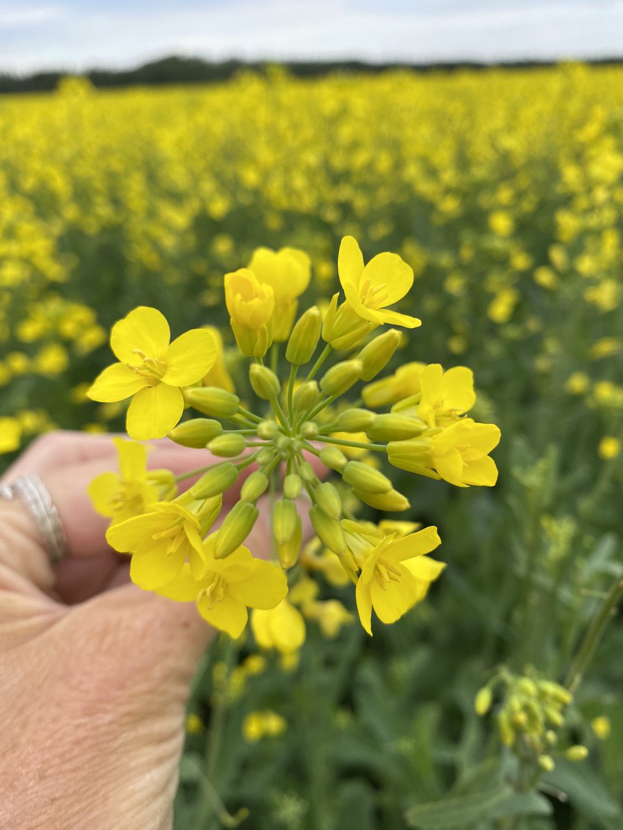The thoughts that go thru my mind as I walk a canola field:
Lygus?
Diamondbacks?
Cabbage seed pod weevil?
Beneficials?
Blackleg?
Sclerotinia risk?
Nutrient deficiency?
Herbicide injury?
What am I missing?
What can we do better???
