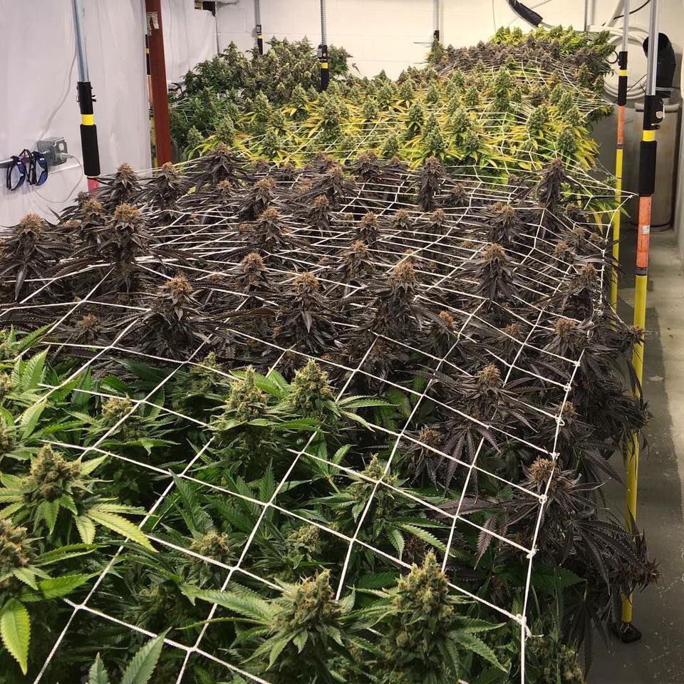 xanatos_sol's tweet photo. @jimmy14_sol @DeGodsNFT How about I start breeding DeStrain so by the time I can afford a DeGod it’s ready to be Dustified? 👀🧠🪴 https://t.co/NaN67qAo58