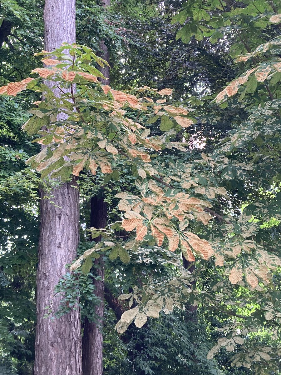 First, diseased and defoliated ash trees. Now this chestnut leaf miner. 😢