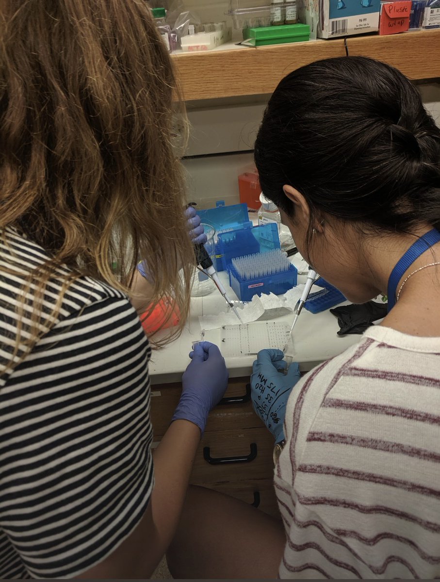 AlixBattison's tweet photo. Also enjoy this blast from #ATMN past -- @hayleystrasburg @ana_badimon dual pipetting the 384-well qPCR plate for maximum time efficiency! https://t.co/P37PRihhPk