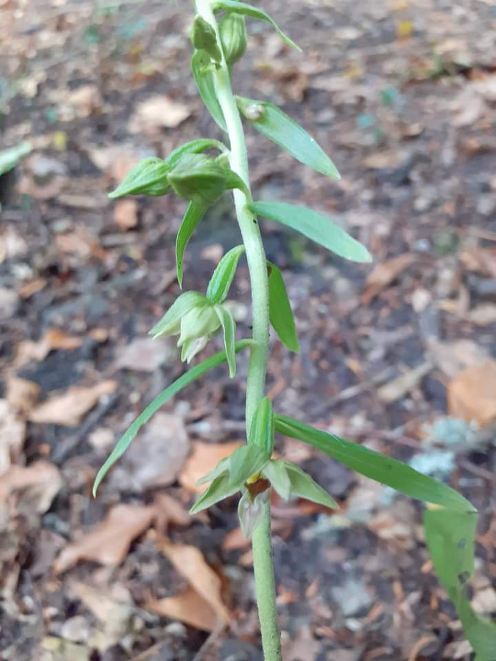 Second excellent Epipactis find in two days! Chloe Pritchard discovered two E. leptochila in the Wye valley, only the second time the species has been recorded in Herefordshire 👍👏👊