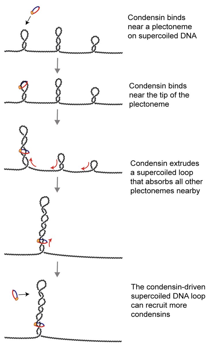Cees Dekker tweet media
