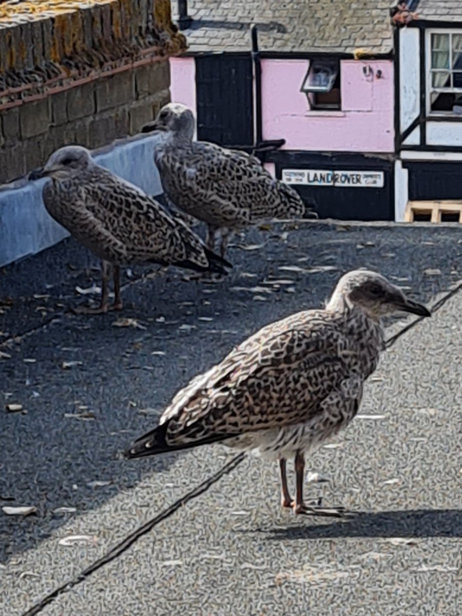 Our Southend Carer seagull babies have grown so big already! What should we name them? #nametheseagull #southendcarers #babyseagulls #awareness