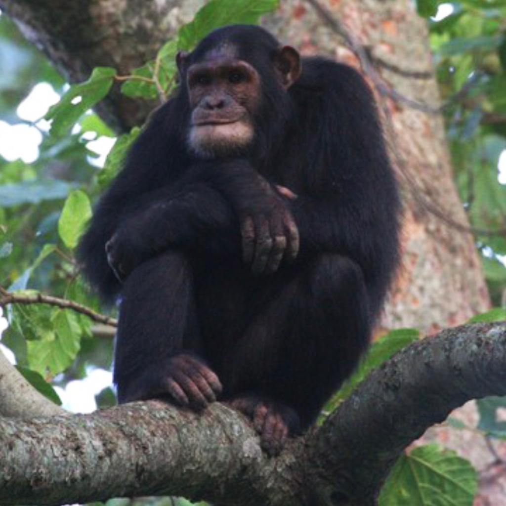 The endangered chimpanzee is one of the three species of great ape that inhabits Virunga National Park.  Several groups of chimpanzees, collectively totalling 44 individuals, are monitored almost daily.

#WorldChimpanzeeDay #greatape #endangeredspecies