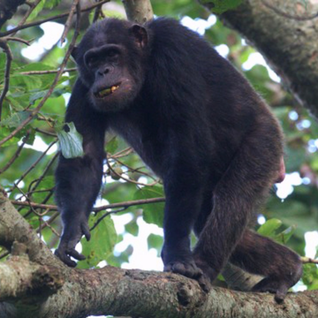 gorillacd's tweet photo. The endangered chimpanzee is one of the three species of great ape that inhabits Virunga National Park.  Several groups of chimpanzees, collectively totalling 44 individuals, are monitored almost daily.

#WorldChimpanzeeDay #greatape #endangeredspecies https://t.co/29EpIBRKq4