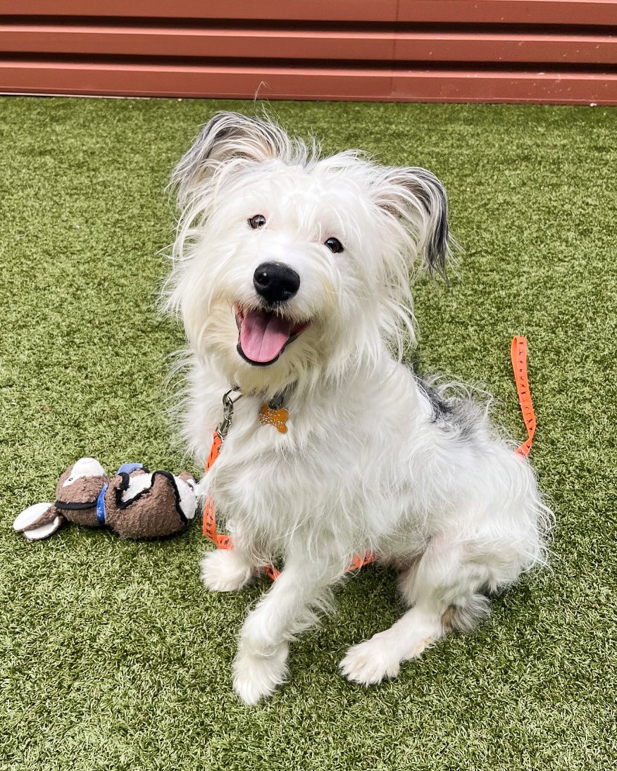 Kitsap Humane Society tweet media