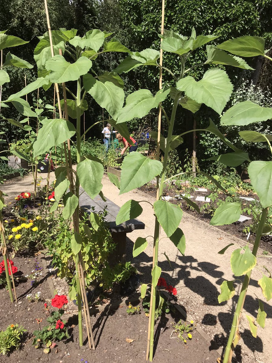 #volunteering Thursday, and we were busy getting the Forest Garden ready for our Family Fun Day event on Saturday 
#salfordstories #portsalfordgreenway #community