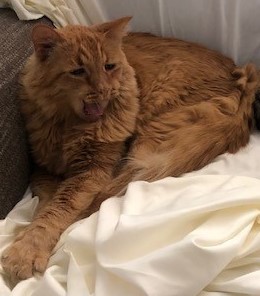 Bruizer8's tweet photo. My Max! My four-legged friend and I are the newest members of the #FurBuddies Community! 🐶 🐱They'll sample free pet products while I share my reviews. So excited! 😻 Join me to connect with other pet parents, sample #FreePetProducts, and more. #ad https://t.co/uwvl7ne62b https://t.co/5jXS4tGkma