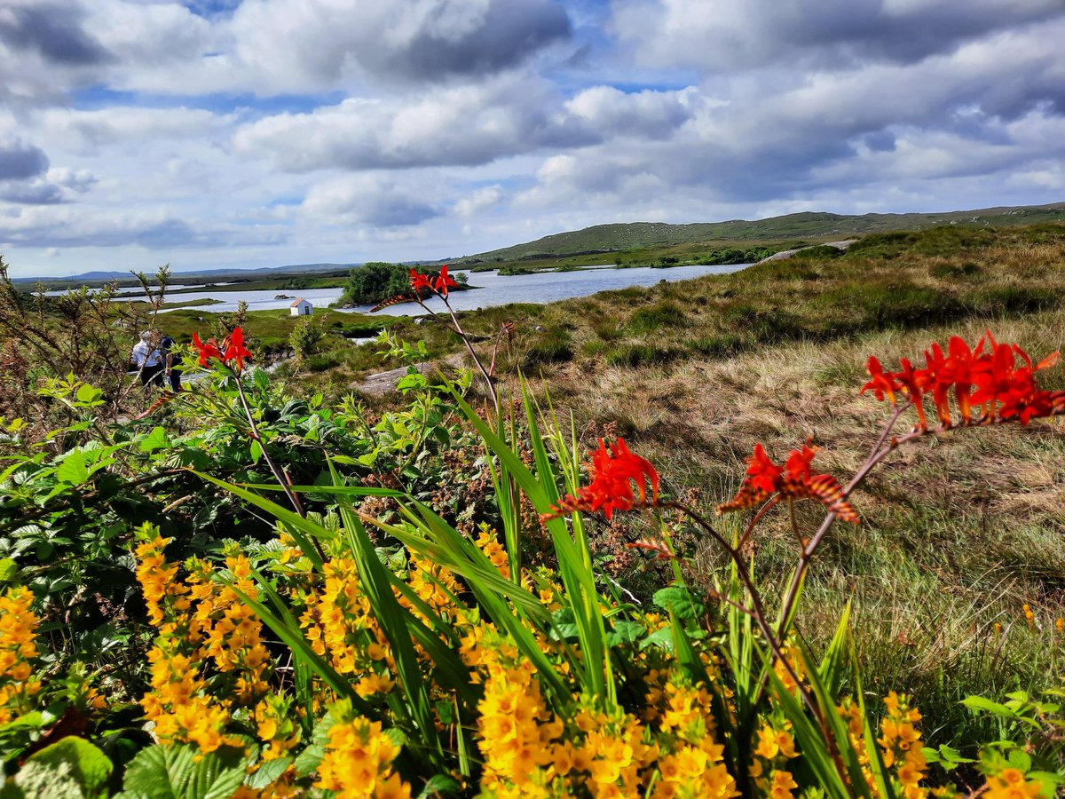 EcoIrelandGuide's tweet photo. Colourful Connemarra #pur #beauty #flowers #Connemarra #eco #ecowalk #nature #amazing https://t.co/geTWCuYv05