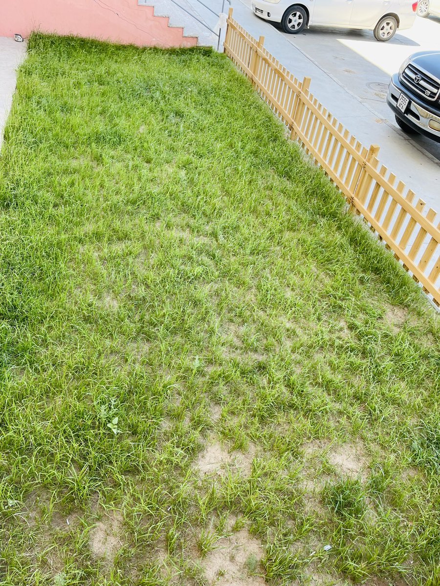 Ажлынхаа жижигхээн талбайд манай хүн зүлэг тарив. Гоё ургадаг юм байна