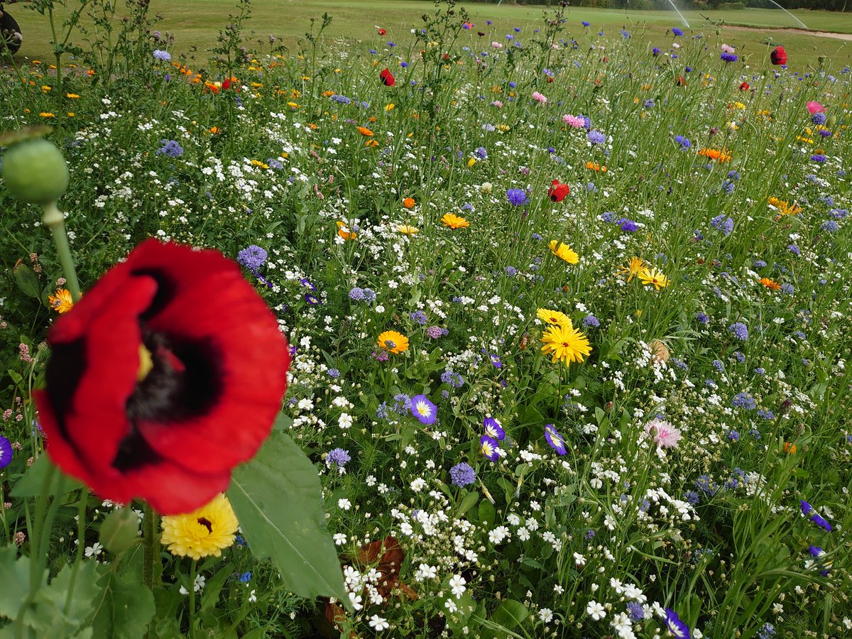 mooseman1703's tweet photo. @Aitkens_turf @QualitySeed Even better now https://t.co/lfXkVEoG22