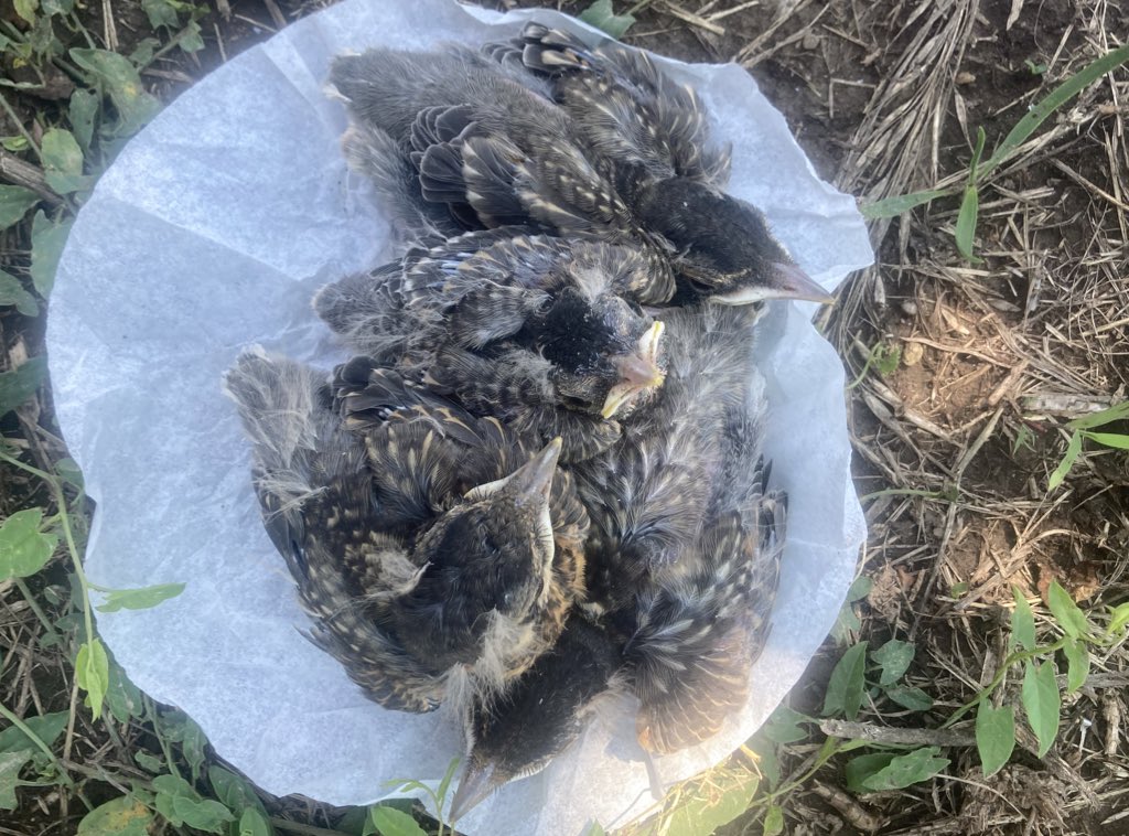 skwinnicki's tweet photo. Last measurement day for the last robin babies of the field season! Now I just have to monitor them for fledge. I’m going to miss my sweet little babies! https://t.co/Tq1jgsOGXl
