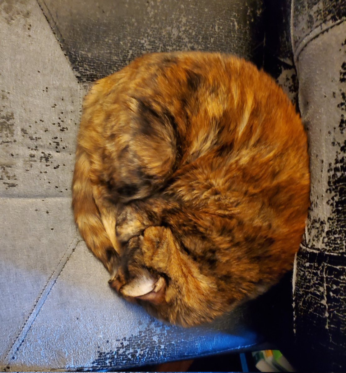 CatMomSays's tweet photo. Perfect ball of tortie says no more work today! #CatMom #CatMomSays #YesINeedANewOfficeChair #WorkFromHomeKitty #CatsInChairs #TortieGirl #SleepyKitty #CatsOfTwitter #CatsOnTwitter #Cats #Cat https://t.co/bDhcQD76T7