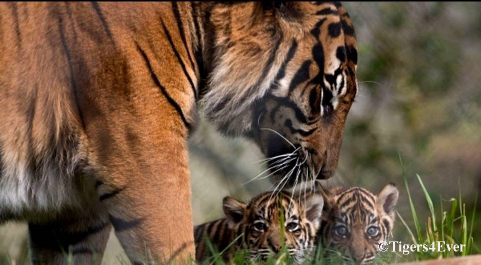 Please nominate Tigers4Ever for a #MovementForGood Award. Your vote could help us to win a £1000 grant to make a huge difference by providing #water for wild #Tigers when they need it most. #FridayMotivation #SocialMediaGivingDay  movementforgood.com/index.php?cn=1…